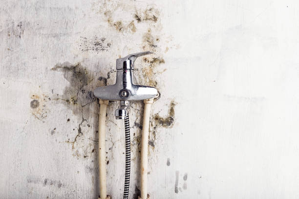 Best Best Mold Removal Companies  in Pine Beach, NJ