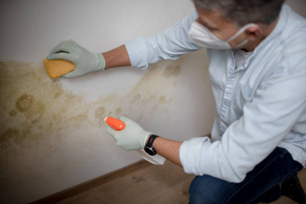 Best Fast Mold Removal  in Pine Beach, NJ