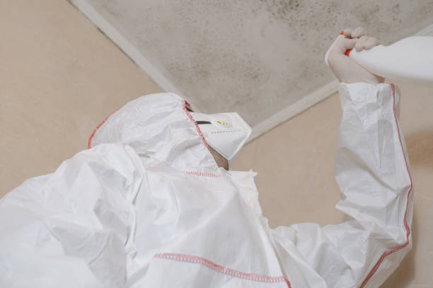 Mold Testing and Removal in Pine Beach, NJ