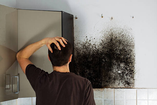 Certified Mold Removal in Pine Beach, NJ
